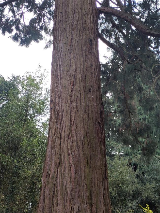 Sequoiadendron giganteum 'Powdered Blue'