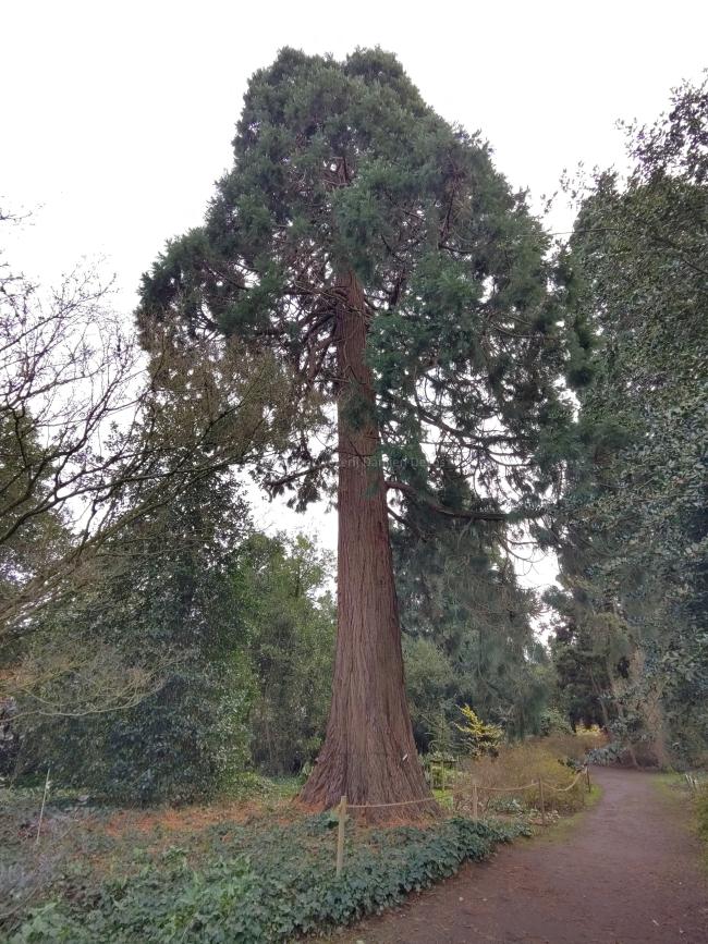Sequoiadendron giganteum 'Powdered Blue'