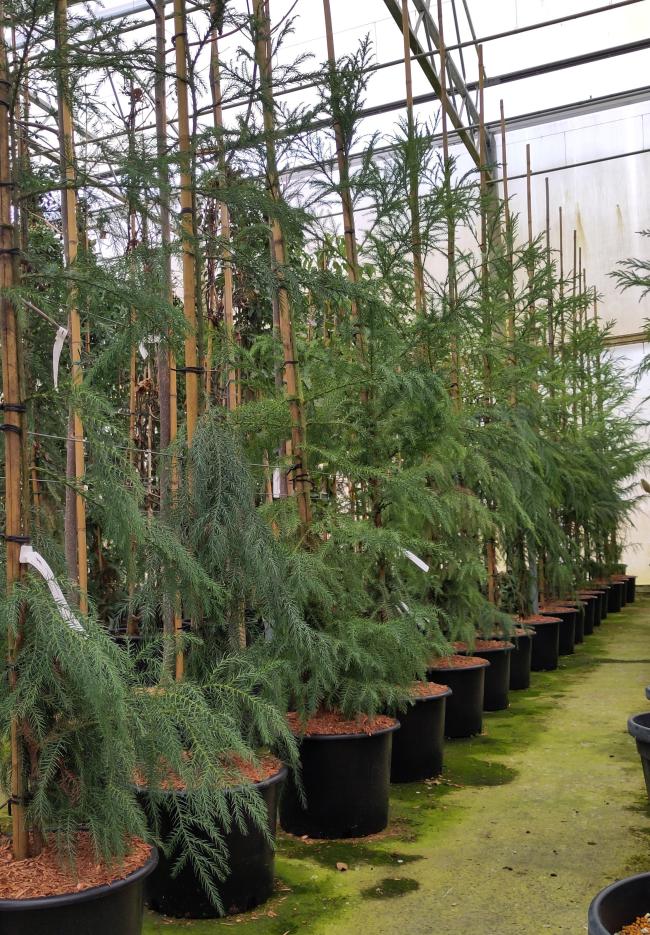 Sequoia sempervirens