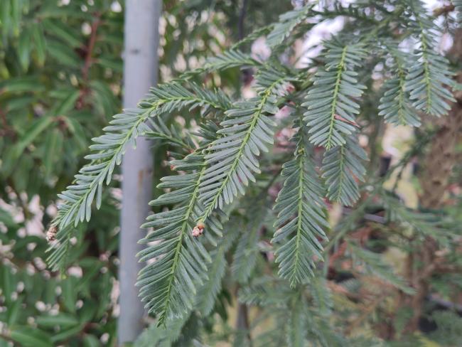 Sequoia sempervirens