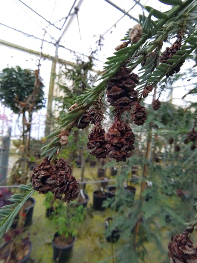 Sequoia sempervirens