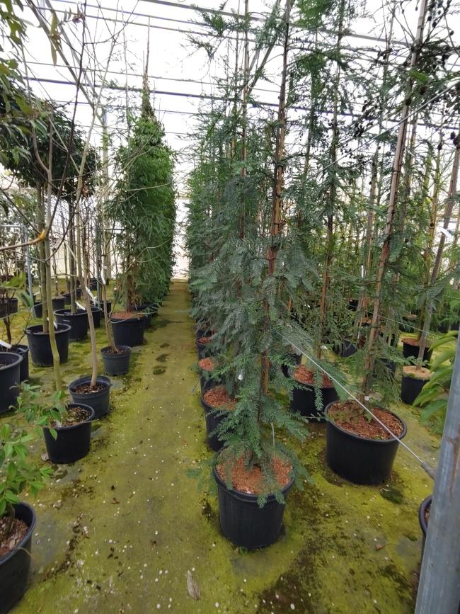 Sequoia sempervirens