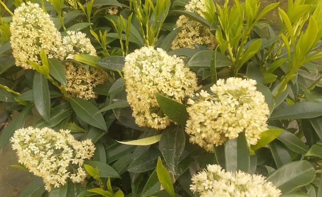 Skimmia confusa 'Kew Green'