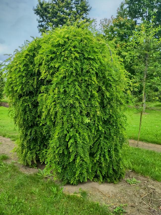 Sophora japonica 'Pendula'