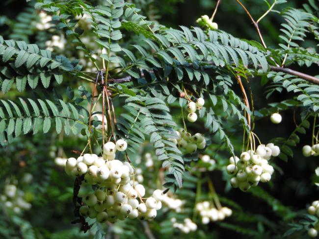 Sorbus koehneana