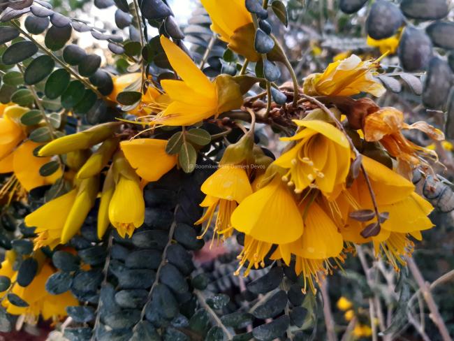 Sophora 'Sun King' ®