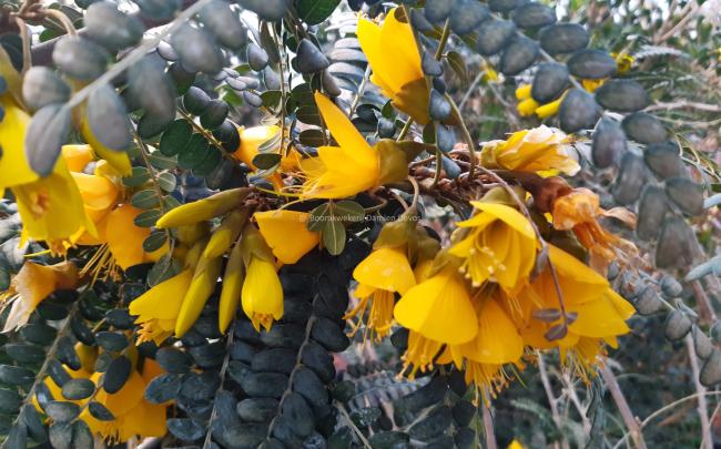 Sophora 'Sun King' ®