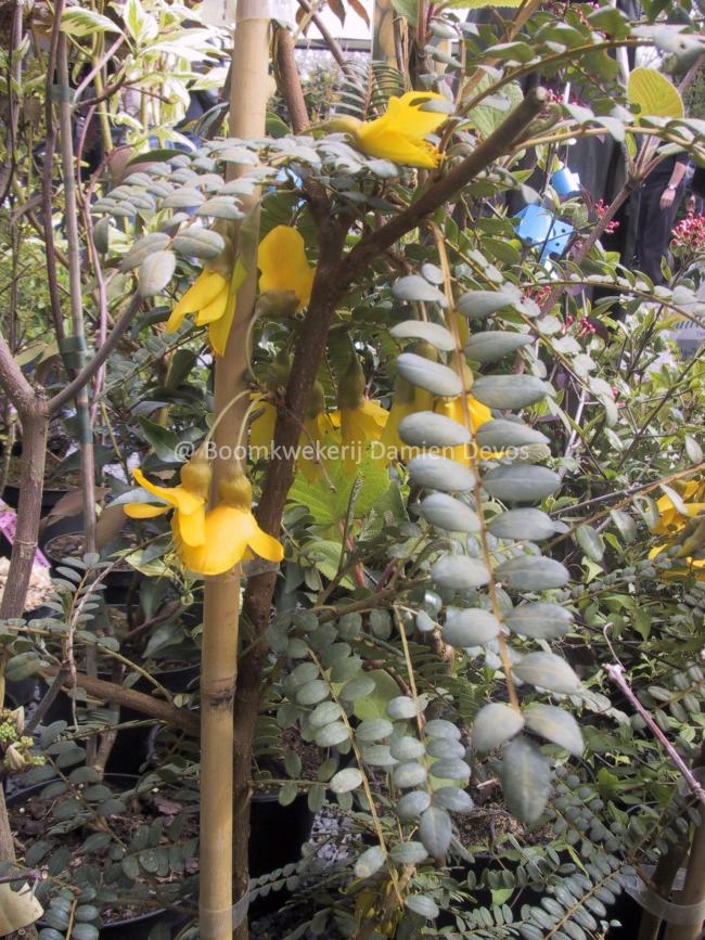 Sophora 'Sun King' ®