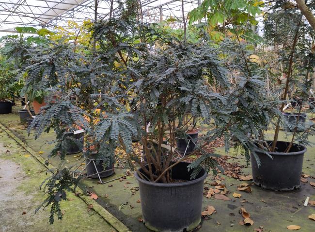 Sophora 'Sun King' ®