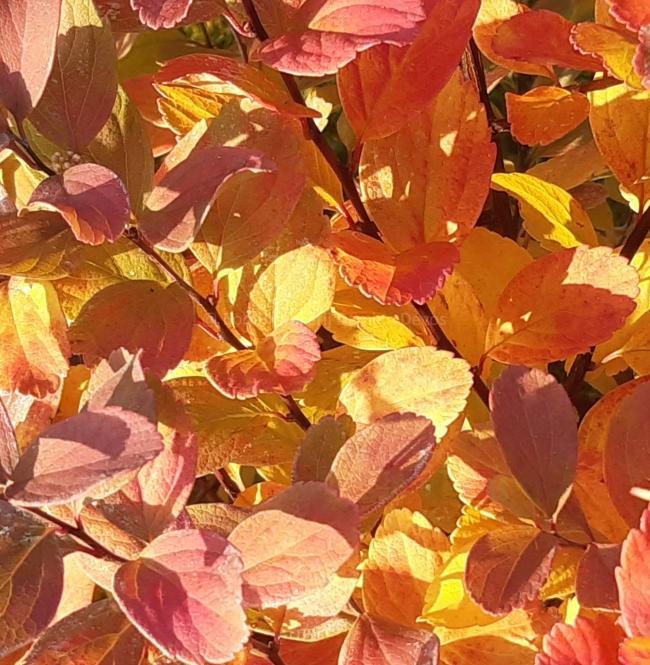 Spiraea betulifolia 'Tor Gold' ®