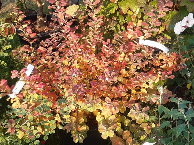 Spiraea betulifolia 'Tor Gold' ®