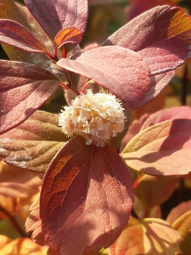 Spiraea betulifolia 'Tor Gold' ®