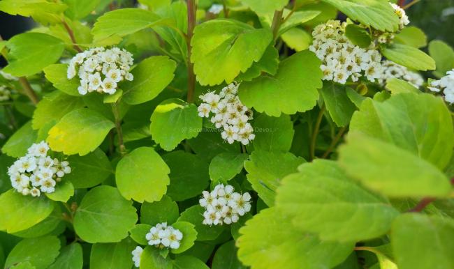 Spiraea betulifolia 'Tor Gold' ®