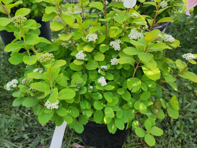 Spiraea betulifolia 'Tor Gold' ®