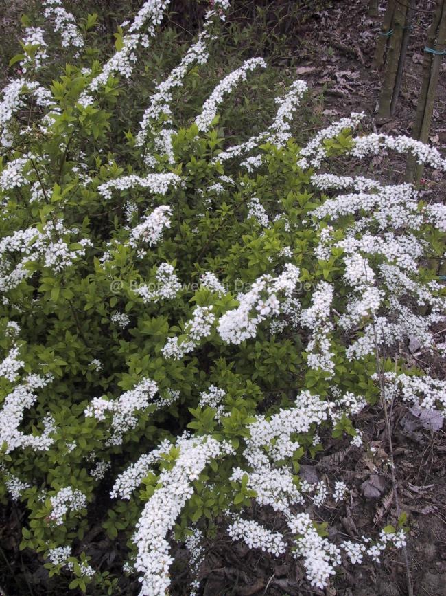 Spiraea thunbergii 'Fujino Pink'