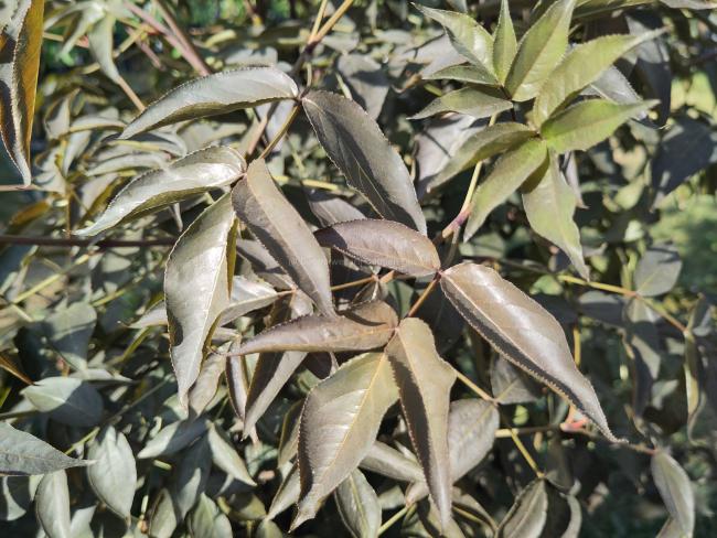Staphylea colchica 'Black Jack'