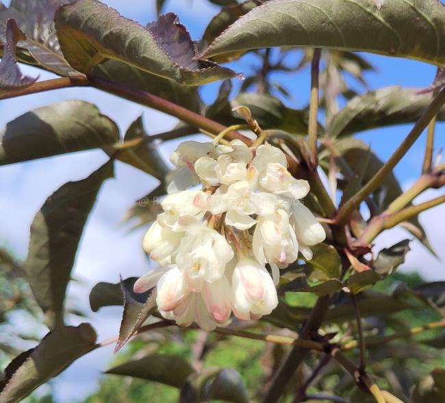 Staphylea colchica 'Black Jack'