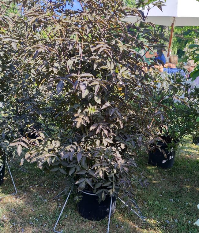 Staphylea colchica 'Black Jack'