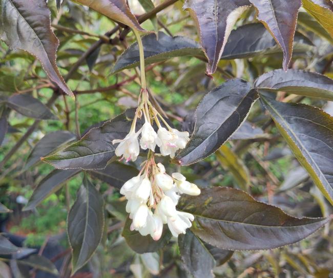 Staphylea colchica 'Black Jack'