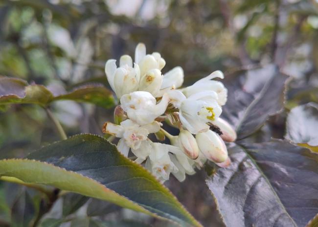 Staphylea colchica 'Black Jack'