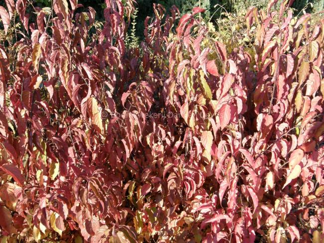 Stachyurus chinensis 'Celina'