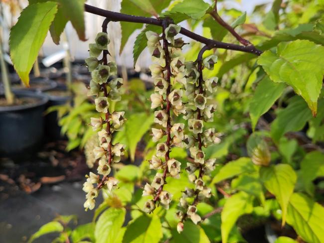 Stachyurus chinensis 'Celina'