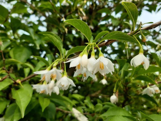 Styrax japonicus