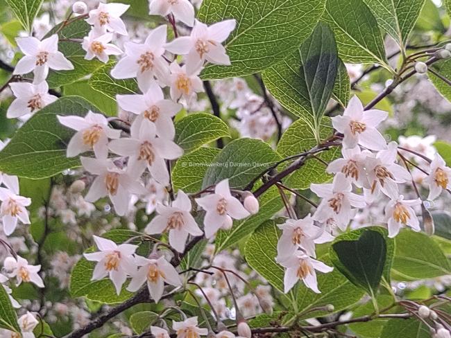 Styrax japonicus