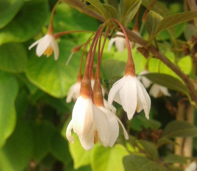 Styrax japonicus 'Evening Light' ®