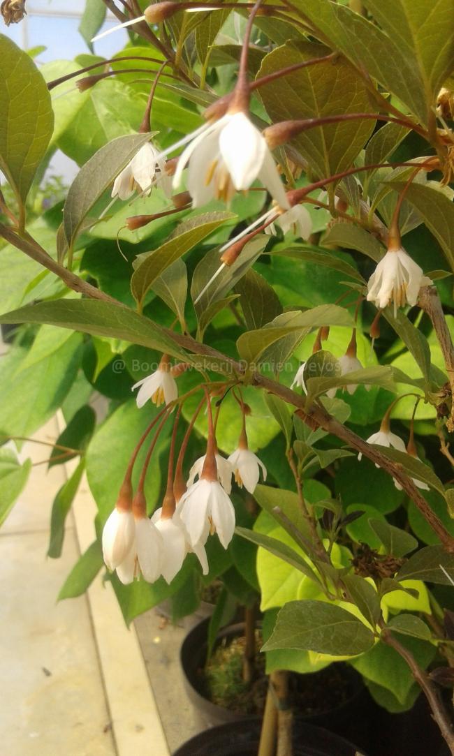 Styrax japonicus 'Evening Light' ®