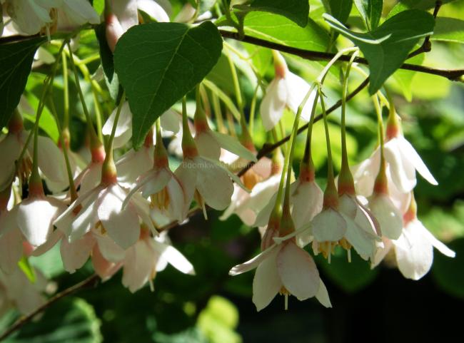 Styrax japonicus 'Pink Chimes'