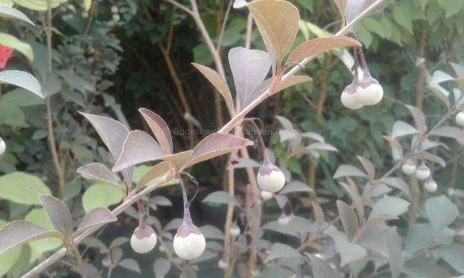 Styrax japonicus 'Pink Snowbell'