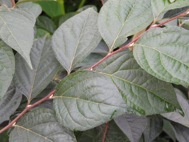 Styrax japonicus 'Pink Snowbell'