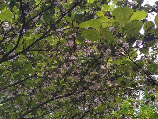 Styrax japonicus 'Wespelaar'