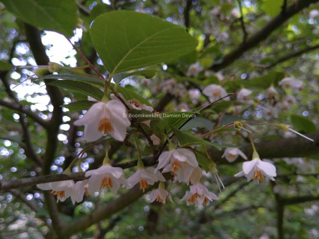 Styrax japonicus 'Wespelaar'