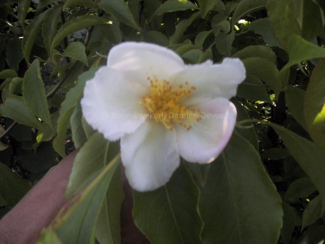 Stewartia monadelpha
