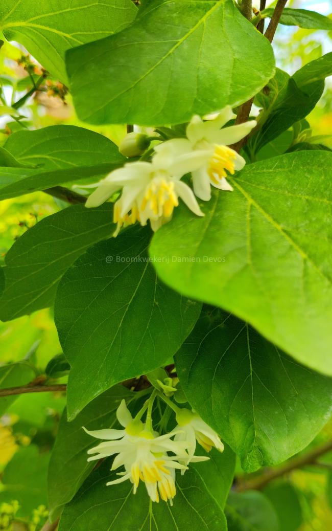 Styrax officinalis