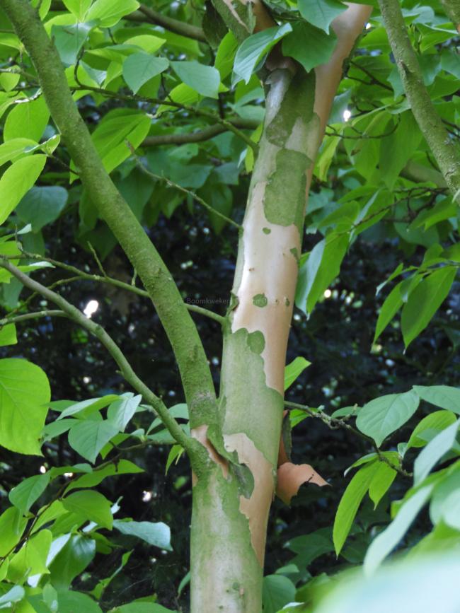 Stewartia pseudocamellia