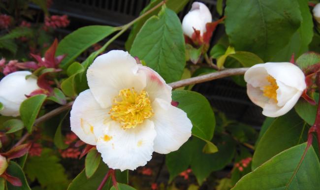 Stewartia rostrata 'Pink Form'