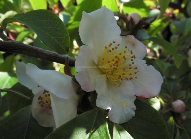 Stewartia rostrata 'Pink Form'