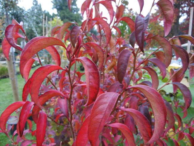 Stewartia rostrata 'Pink Form'