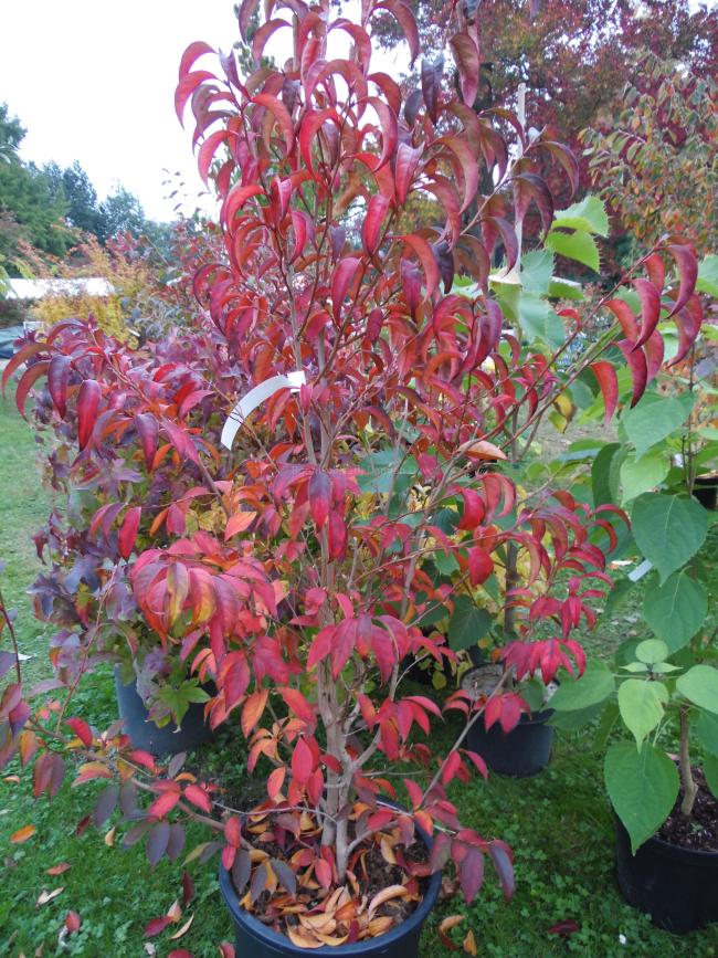 Stewartia rostrata 'Pink Form'