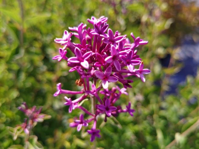 Syringa 'Dark Purple' Bloomerang ®