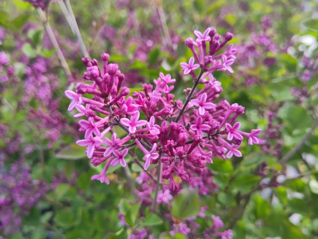 Syringa 'Dark Purple' Bloomerang ®