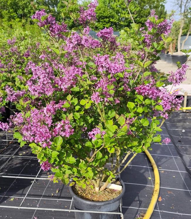 Syringa 'Dark Purple' Bloomerang ®