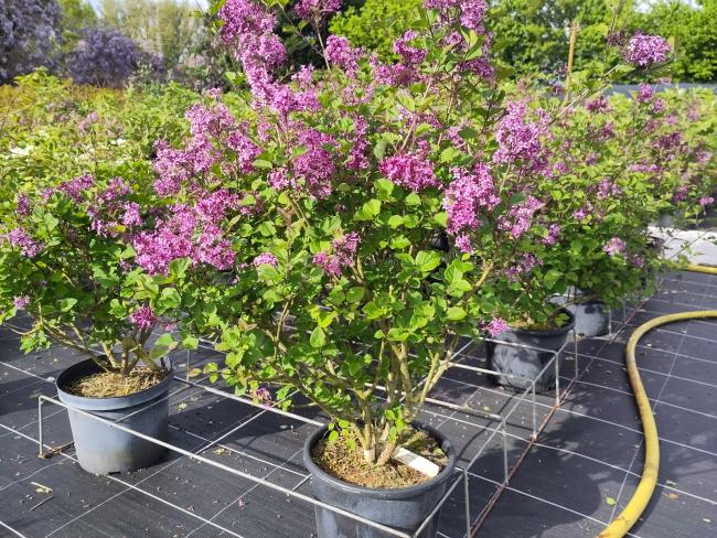 Syringa 'Dark Purple' Bloomerang ®