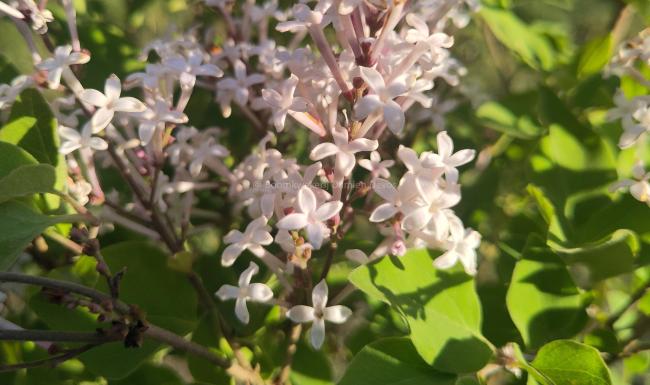 Syringa meyeri 'Flowerfesta ® White