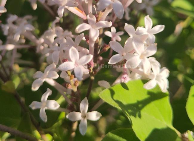 Syringa meyeri 'Flowerfesta ® White