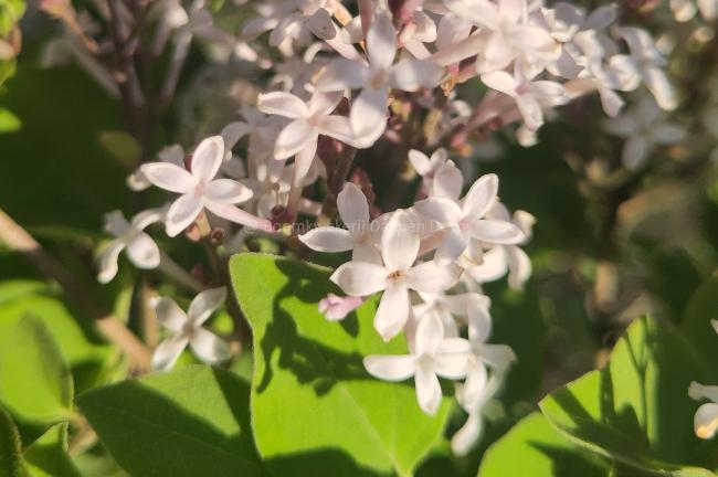 Syringa meyeri 'Flowerfesta ® White