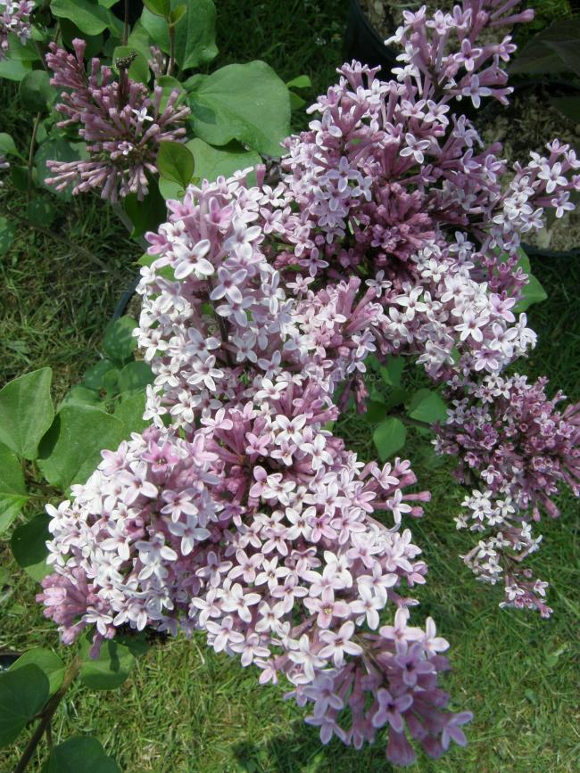 Syringa meyeri 'Palibin'